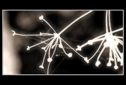 Printemps, 1er album, Fleurs 047