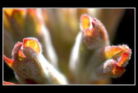 Printemps, 1er album, Fleurs 048