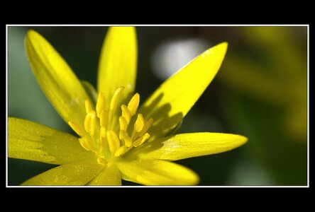 Printemps, 1er album, Fleurs 055