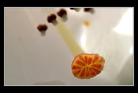 Printemps, 1er album, Fleurs 059