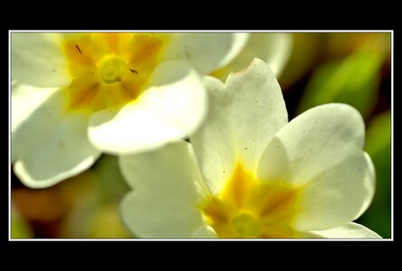 Printemps, 1er album, Fleurs 060