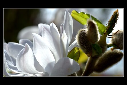 Printemps, 1er album, Fleurs 066