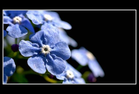 Printemps, 1er album, Fleurs 071