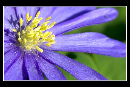 Printemps, 1er album, Fleurs 072