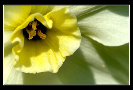 Printemps, 1er album, Fleurs 073