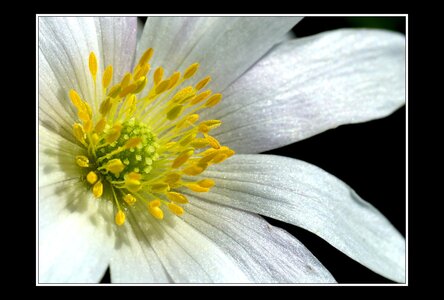 Printemps, 1er album, Fleurs 074