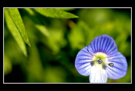 Printemps, 1er album, Fleurs 078