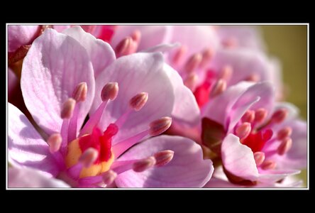 Printemps, 1er album, Fleurs 081