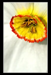 Printemps, 1er album, Fleurs 083