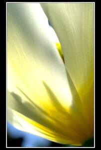 Printemps, 1er album, Fleurs 084