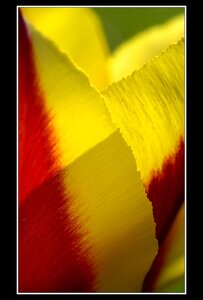 Printemps, 1er album, Fleurs 087