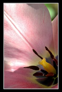 Printemps, 1er album, Fleurs 091