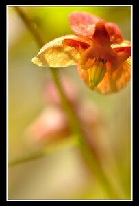 Printemps, 1er album, Fleurs 096