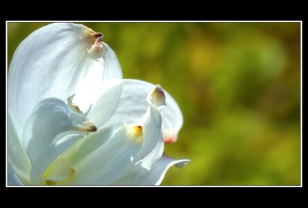 Printemps, 1er album, Fleurs 099