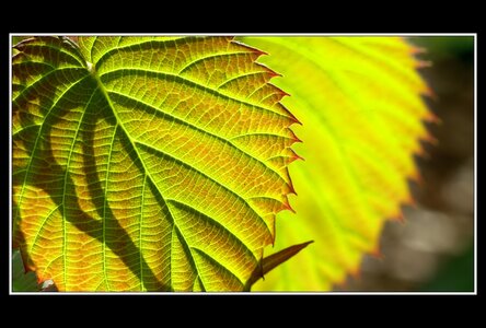 Printemps, 1er album, Fleurs 100
