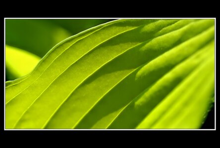 Printemps, 1er album, Fleurs 106