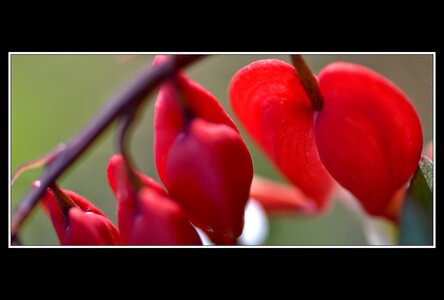 Printemps, 1er album, Fleurs 107
