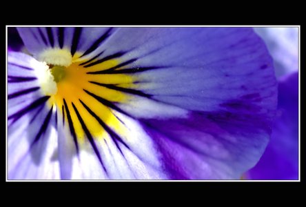 Printemps, 1er album, Fleurs 110