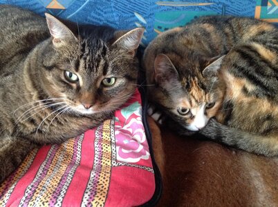 Chats, IMG_0305