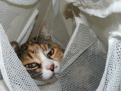 Chats, P1010852