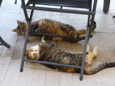 Chats, P1010724