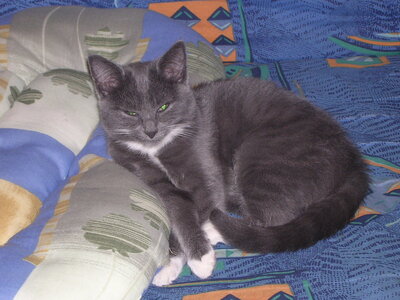 Chats, p20041027_195927