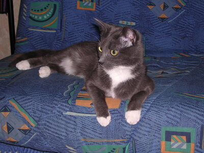Chats, p20050427_185434