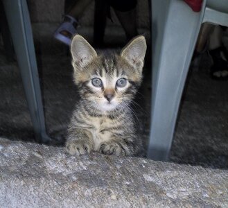 Chats, 121-2146_IMG