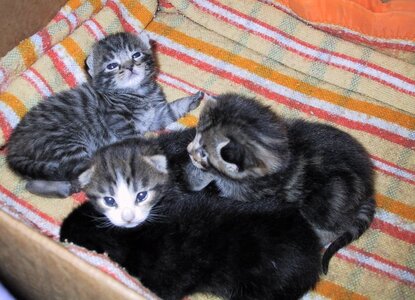 Chats, 117-1744_IMG