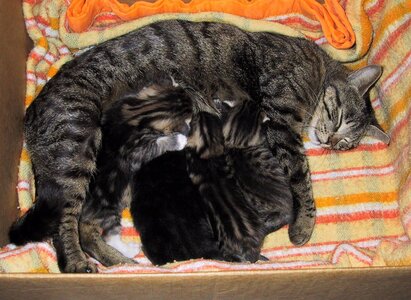Chats, 117-1770_IMG