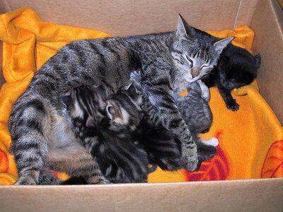 Chats, 118-1808_IMG