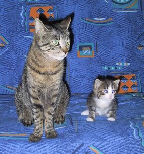Chats, 118-1874_IMG