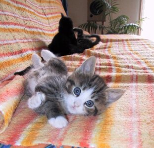 Chats, 119-1990_IMG