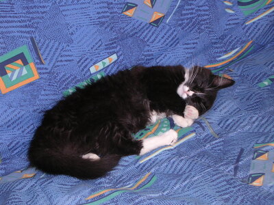 Chats, p20041002_120300