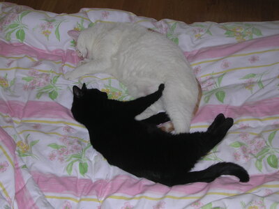 Chats, DSCN3782