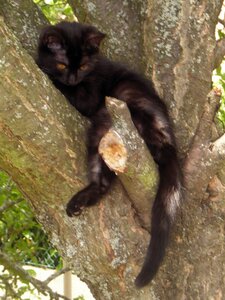 Chats, p20060618_141353