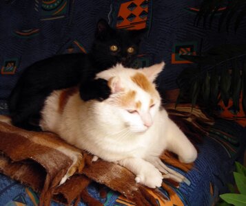 Chats, p20060602_122354