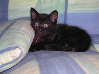 Chats, p20060508_172806