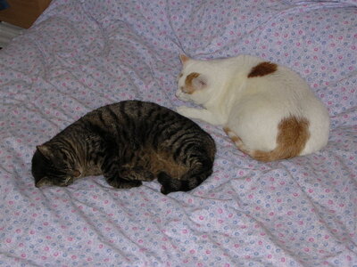 Chats, p20040411_141551