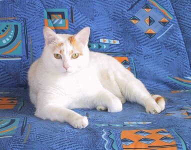 Chats, 117-1747_IMG
