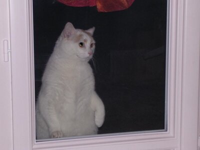 Chats, DSCN0021