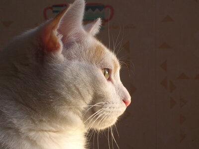 Chats, DSCN2236