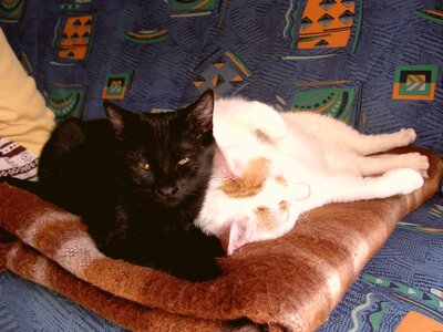 Chats, DSCN2777