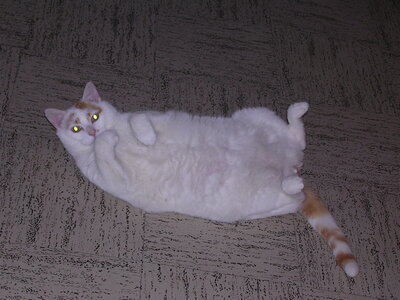 Chats, p20050209_194228