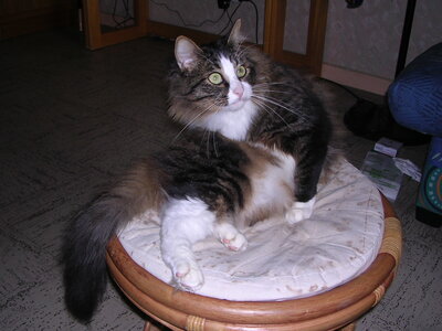 Chats, DSCN2239