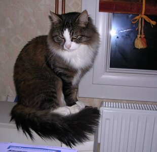 Chats, p20041103_185503