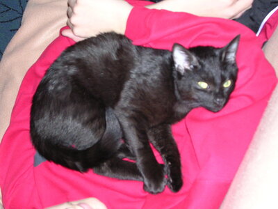 Chats, p20040215_193253