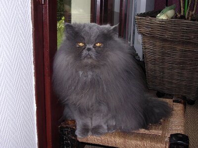 Chats, p20060510_075720