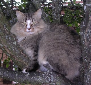 Chats, p20040829_112608