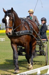 2017-04-23 CCA Saint Antoine la forêt - Concurrents amateurs, 11-DSC_5124